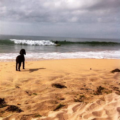 Black curly-haired dog standing on sandy beach, watching two surfers riding waves in the ocean under a cloudy sky.