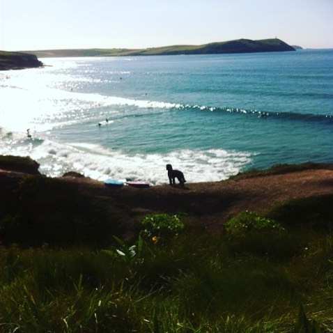 Dog standing on a coastal path overlooking a curved bay with waves, headland in the distance, surfboards on the sand nearby.