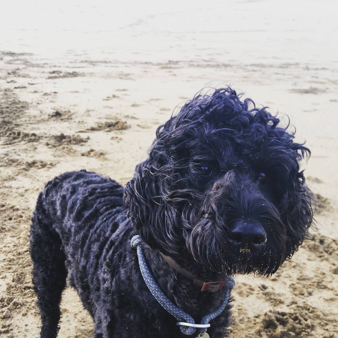 Black curly-haired dog with sand on its nose, wearing a rope collar, standing on a beach.