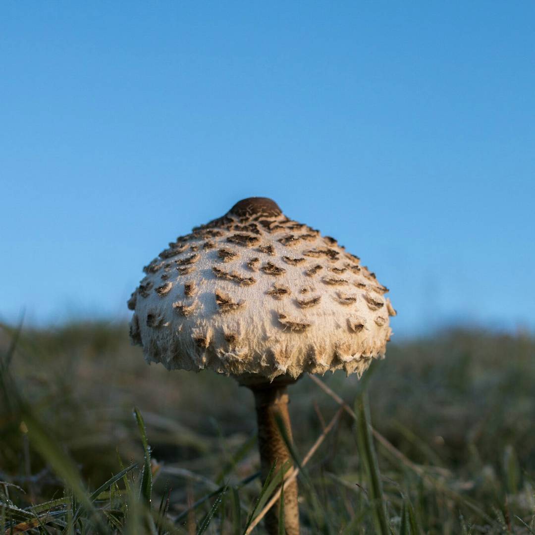 Close-up of a parasol mushroom with a scaly domed cap, growing in grass against a clear blue sky.