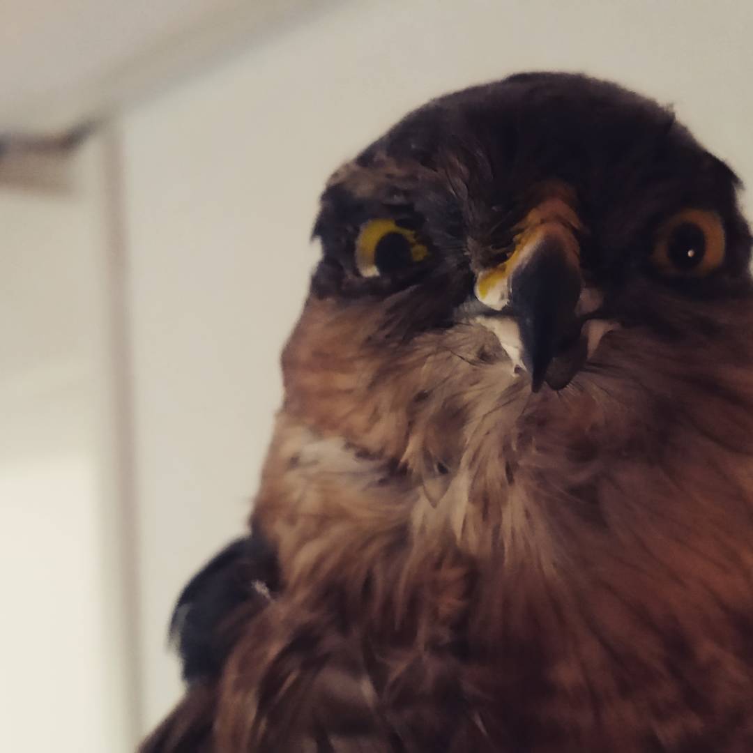 Close-up of a bird of prey's face with yellow eyes and hooked beak, indoors against a white wall.