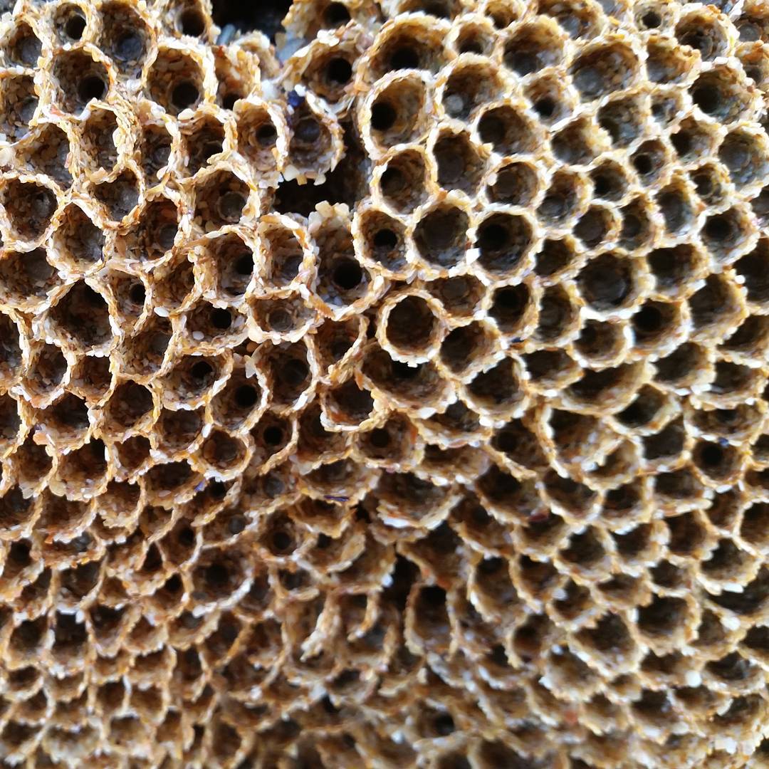 Close-up of a papery wasp nest with rows of empty hexagonal cells, textured tan and gray surface.