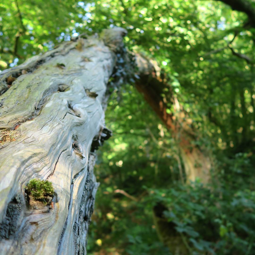 Close-up of a weathered, barkless tree trunk with textured grain and small moss patch, set against a blurred green forest background.