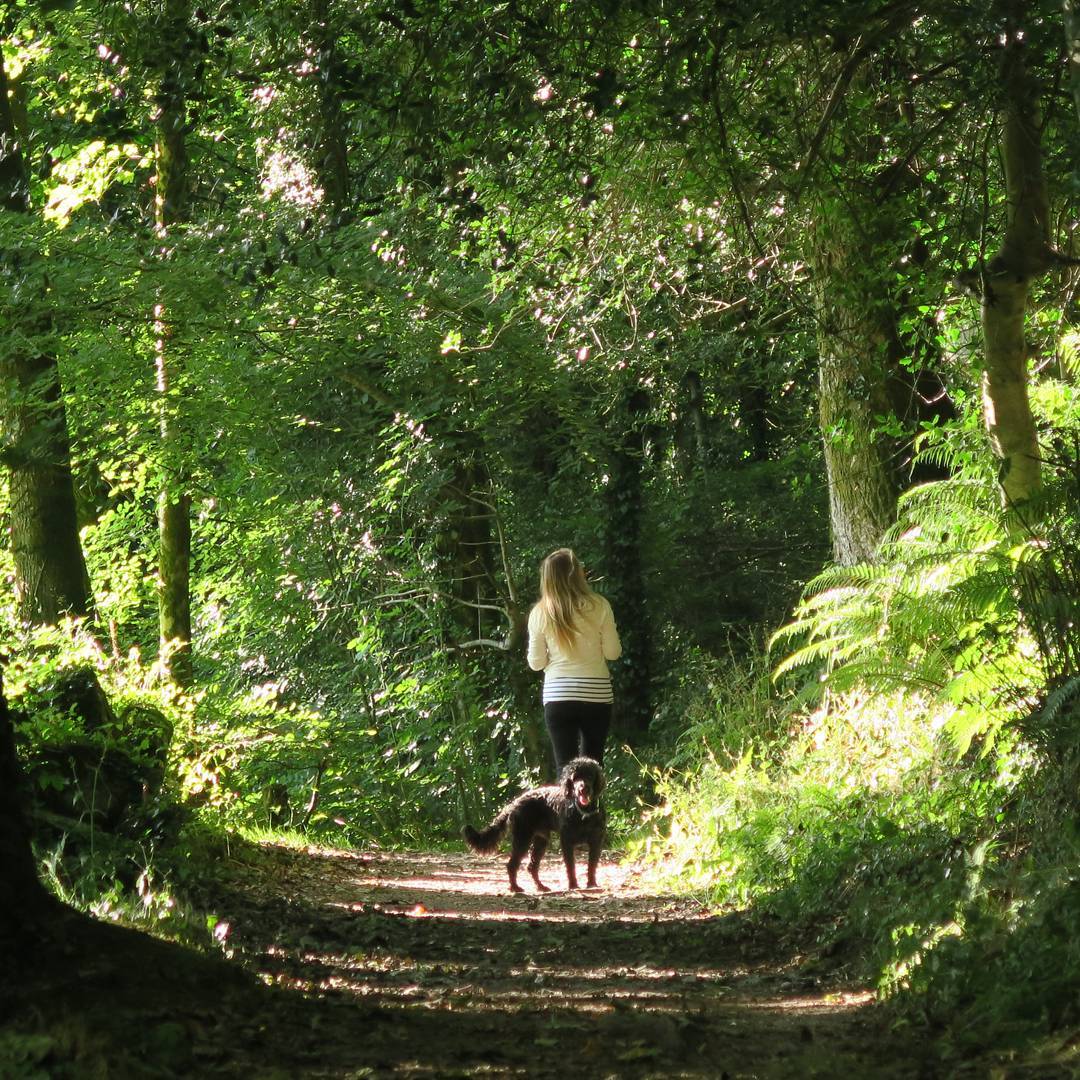 Woman walking with a black dog on a sunlit forest path surrounded by dense green trees.