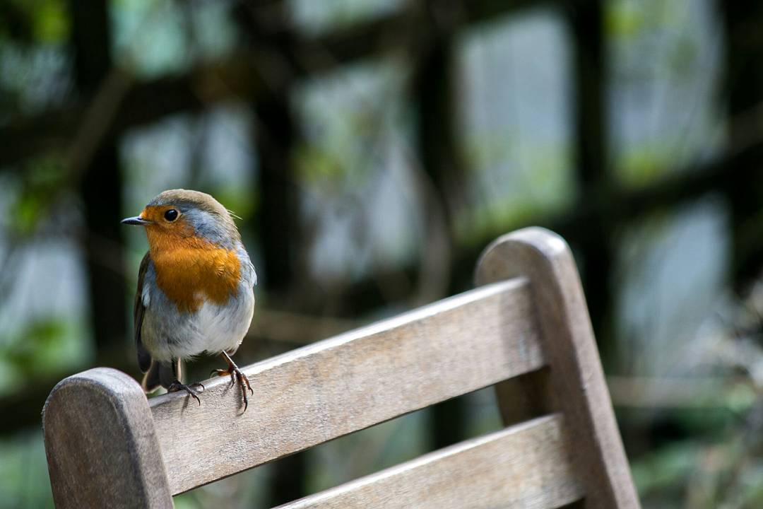 European robin perched on the wooden back of a chair, with a blurred green foliage background.