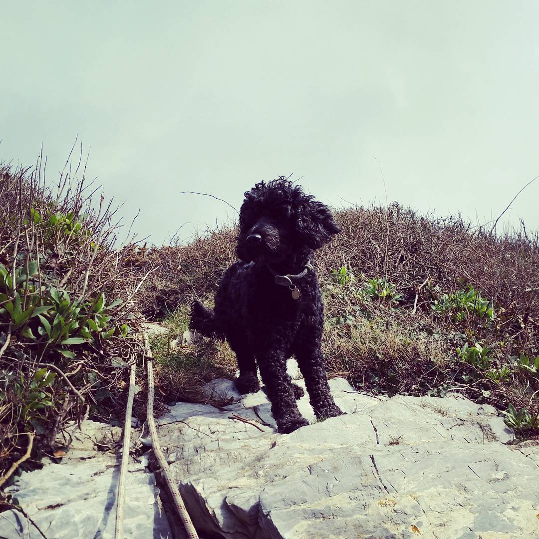 Black curly-coated dog standing on rocky terrain with a leash, surrounded by shrubs and dry grass, cloudy sky above.
