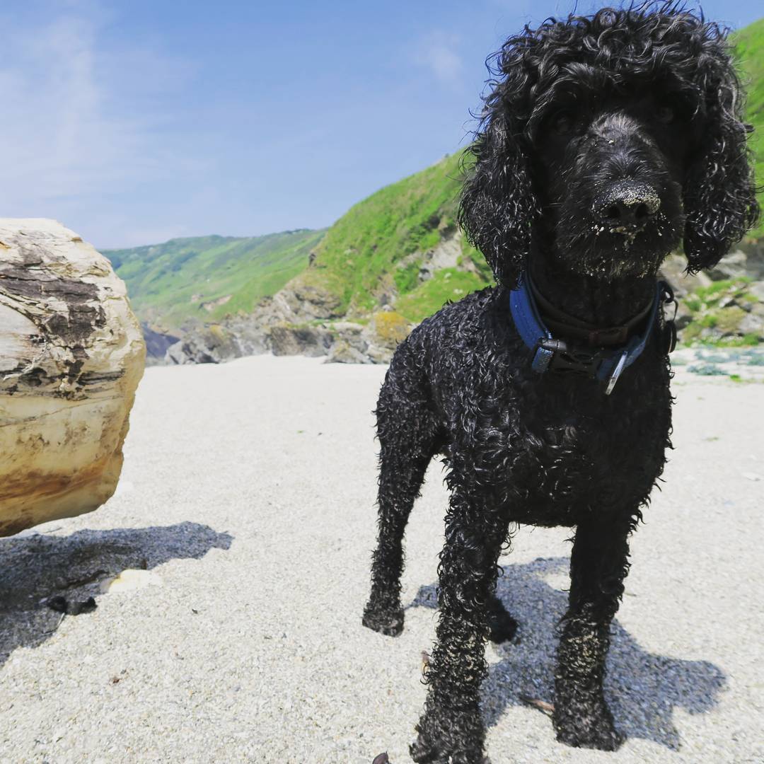 Black curly-haired dog with sandy nose standing on a beach, large weathered log to the left, green cliffs in background.