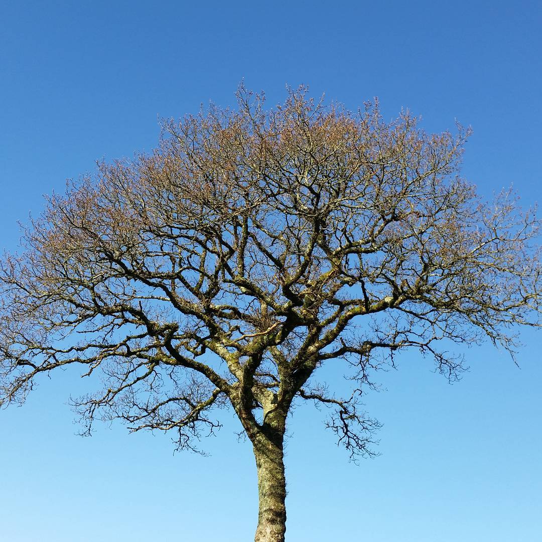 Bare deciduous tree with a wide, spreading canopy of intricate branches against a clear blue sky.