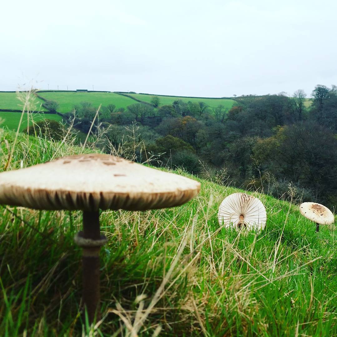 Large parasol mushrooms growing in grass on a hillside, overlooking a valley with trees and green fields.