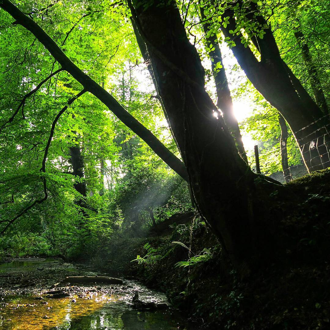 Sunlit forest with a large tree trunk in shadow, green canopy above, and a shallow stream below.
