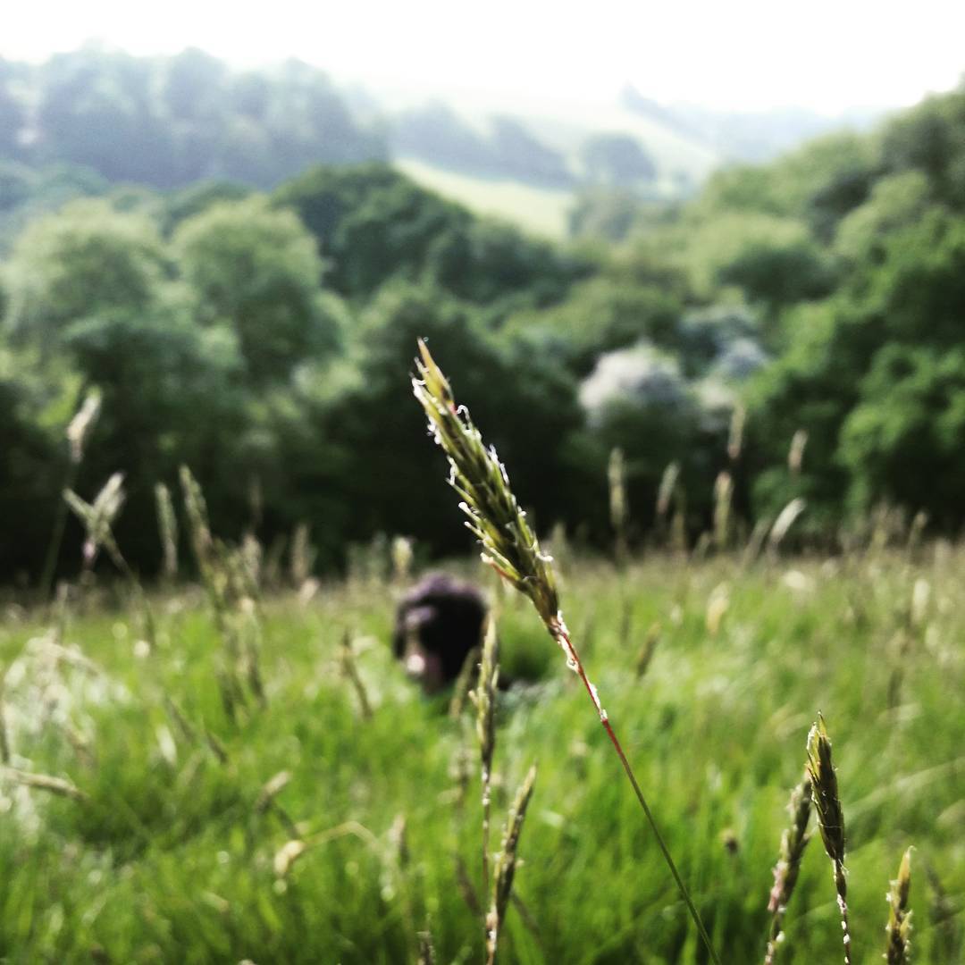 Close-up of a grass seed head in a meadow, with a blurred figure and rolling green hills in the background.