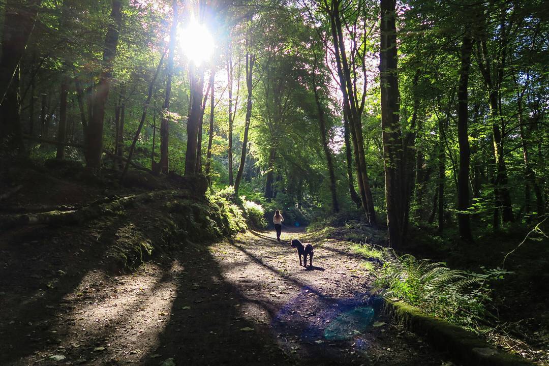 Sunlit forest path with a person walking ahead and a dog standing on the trail, sun flaring through tall trees overhead.