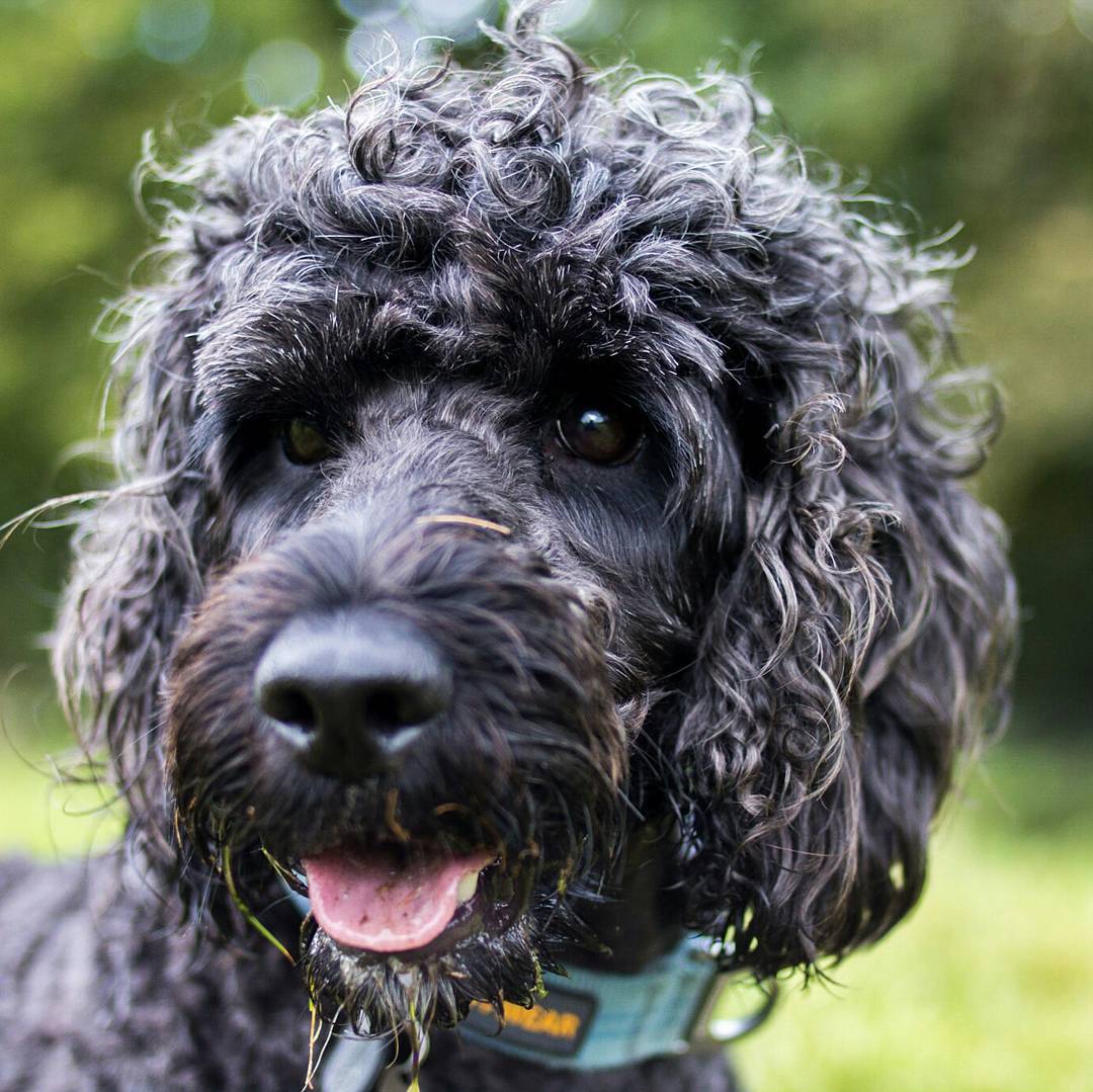 Close-up of a curly-haired gray and black dog with brown eyes, mouth open, wearing a teal collar, outdoors with green background.