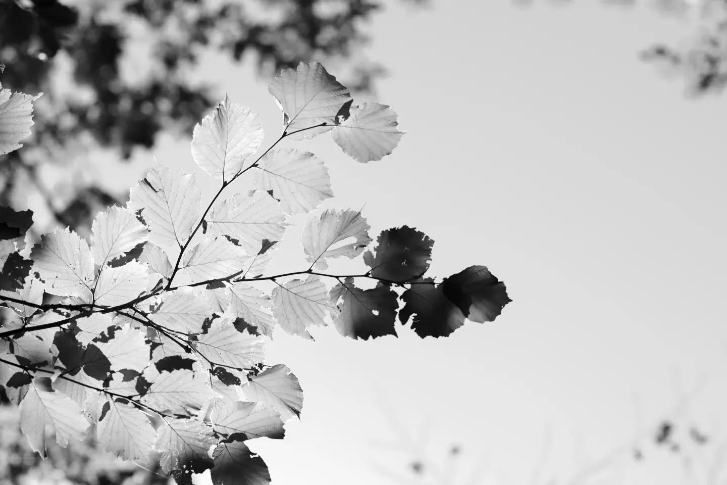 Black and white photo of a backlit tree branch with serrated leaves against a bright sky, some leaves appearing dark.