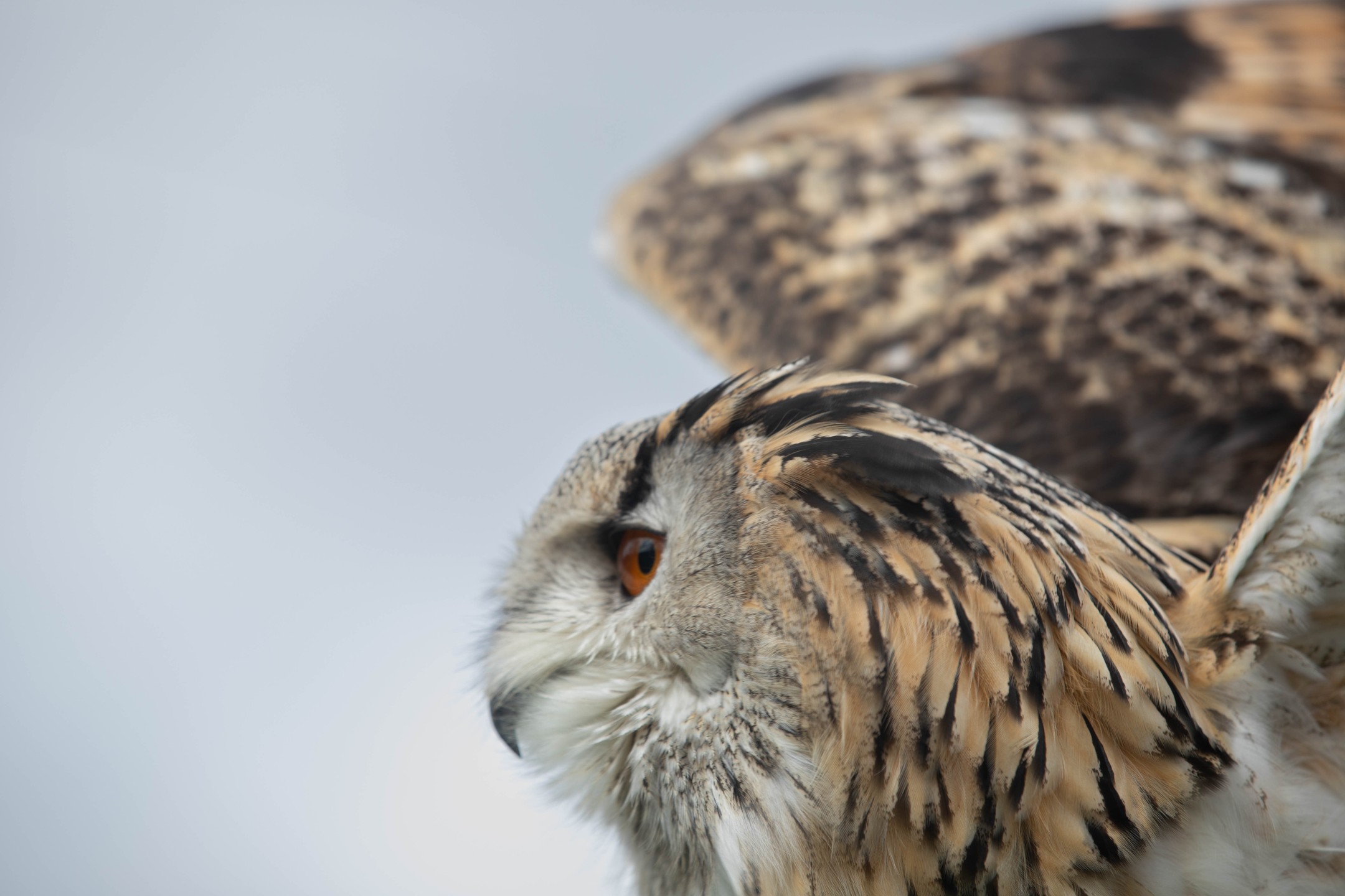 Close-up profile of an eagle owl with orange eye, wing raised behind its head, against a plain grey background.