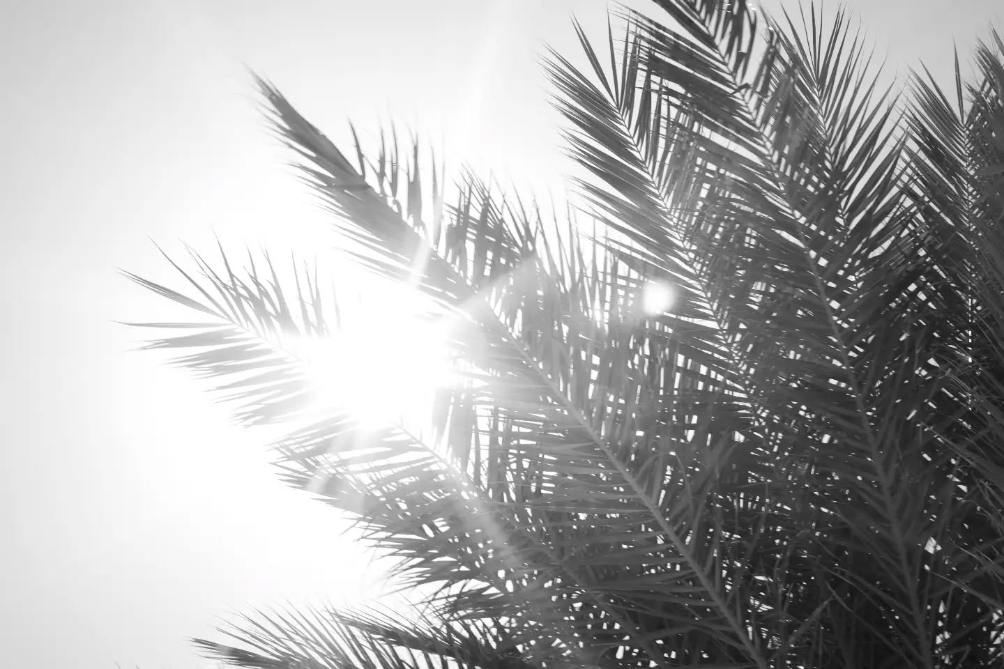Black and white photo of palm fronds silhouetted against bright sun with visible lens flare.