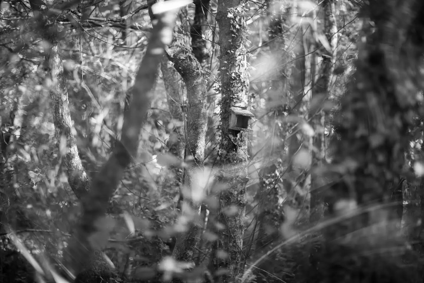 Black and white forest scene with a small wooden nesting box attached to a tree trunk, surrounded by branches and foliage.
