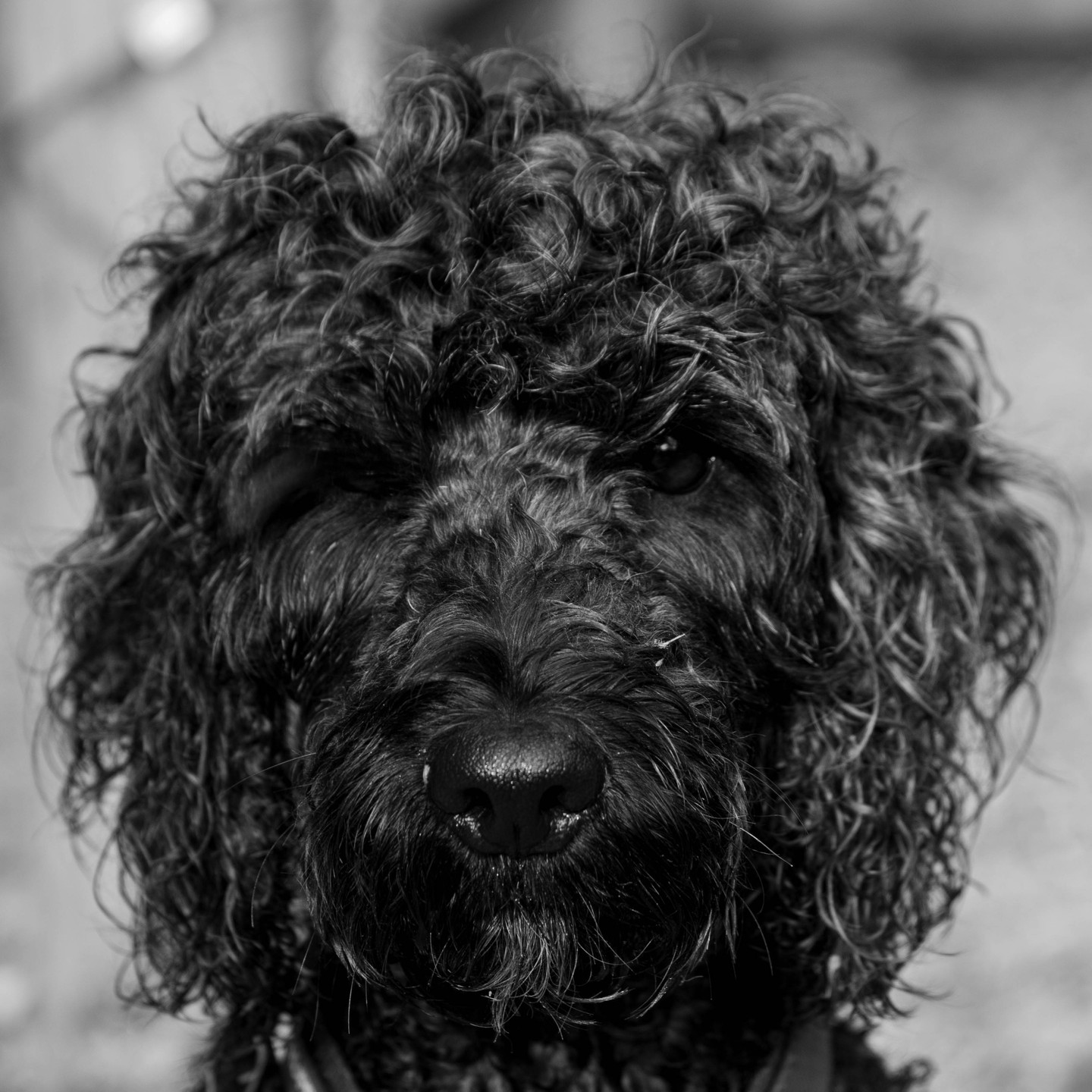 Black and white close-up portrait of a curly-haired dog facing the camera, damp fur, dark nose visible.