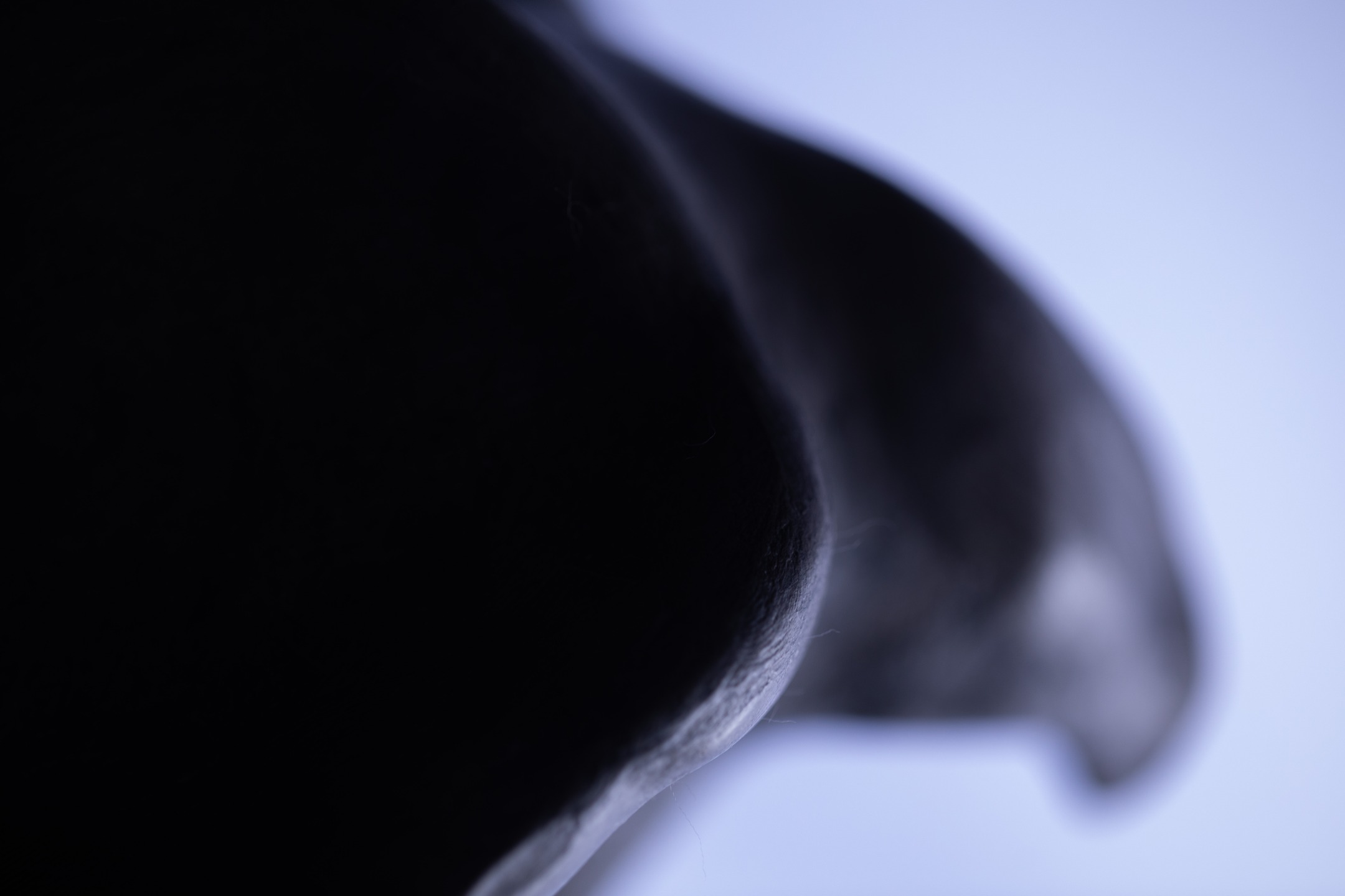 Close-up of a dark animal's head and ear against a soft light blue-gray background, with shallow focus emphasizing the curved silhouette.