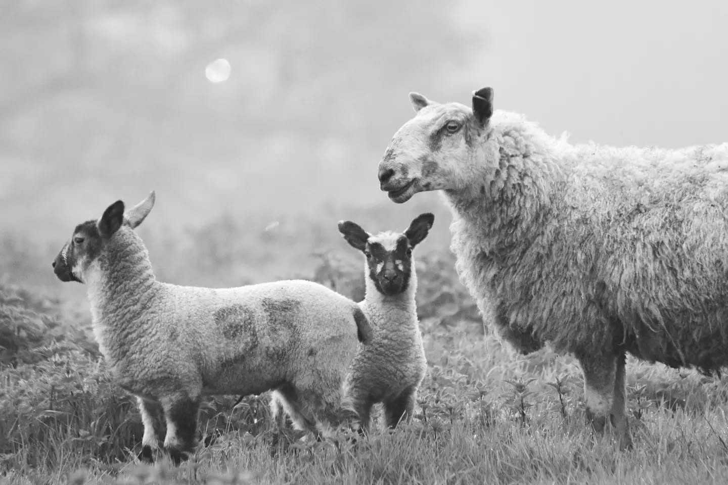 Black and white photo of a ewe and two lambs standing in tall grass, with a hazy sun visible in the misty background.