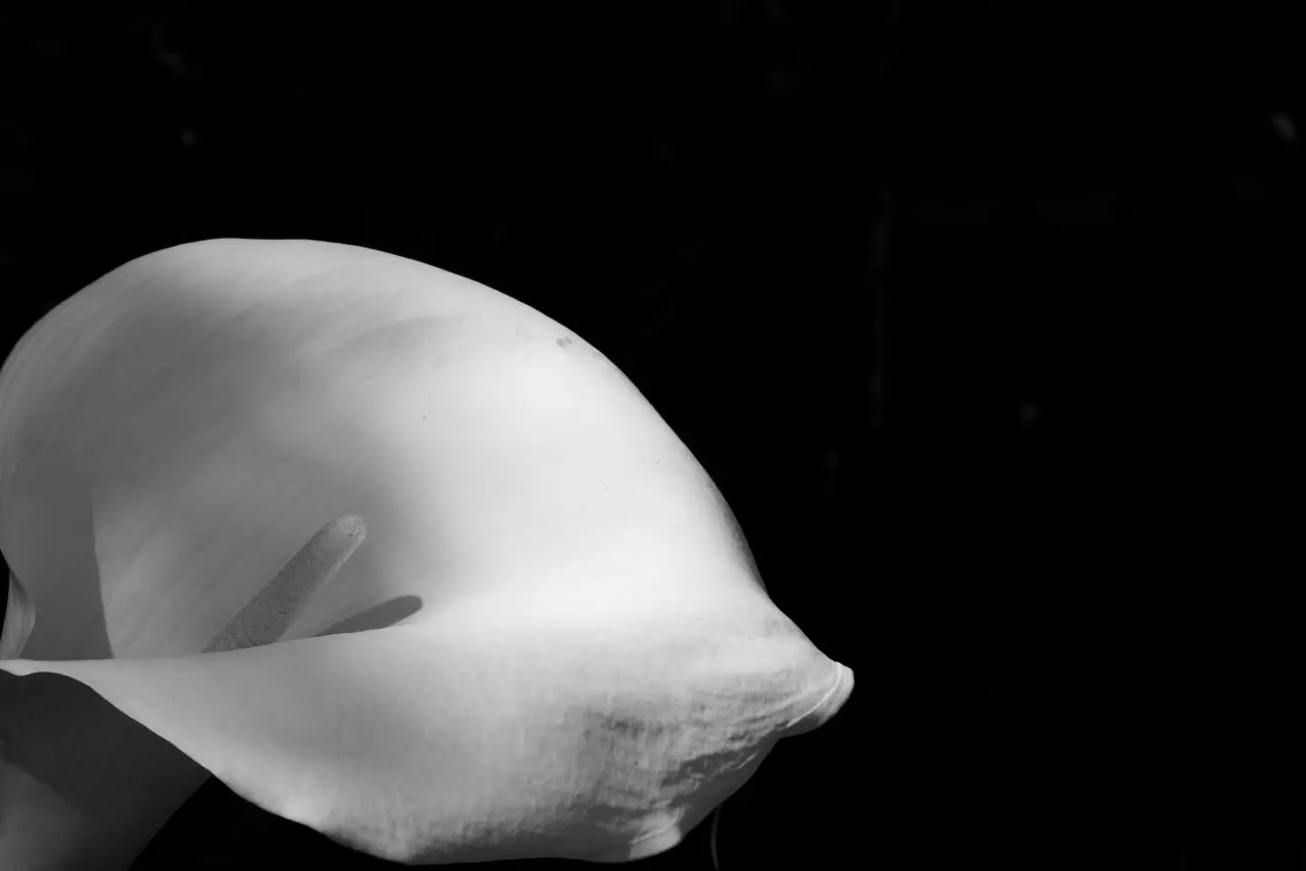 Black and white close-up of a calla lily flower with its spadix visible, against a dark background.