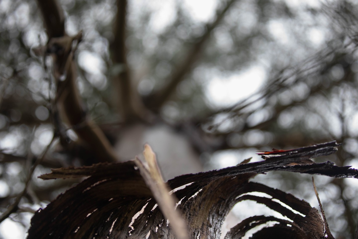 Close-up of peeling tree bark curling outward, with blurred branches and sky in the background.