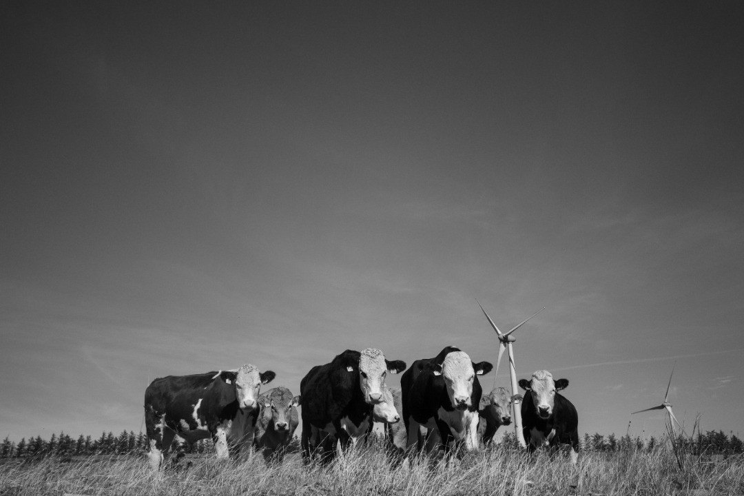 Black and white photo of a group of cows standing in tall grass field, wind turbines visible in background under wide sky.