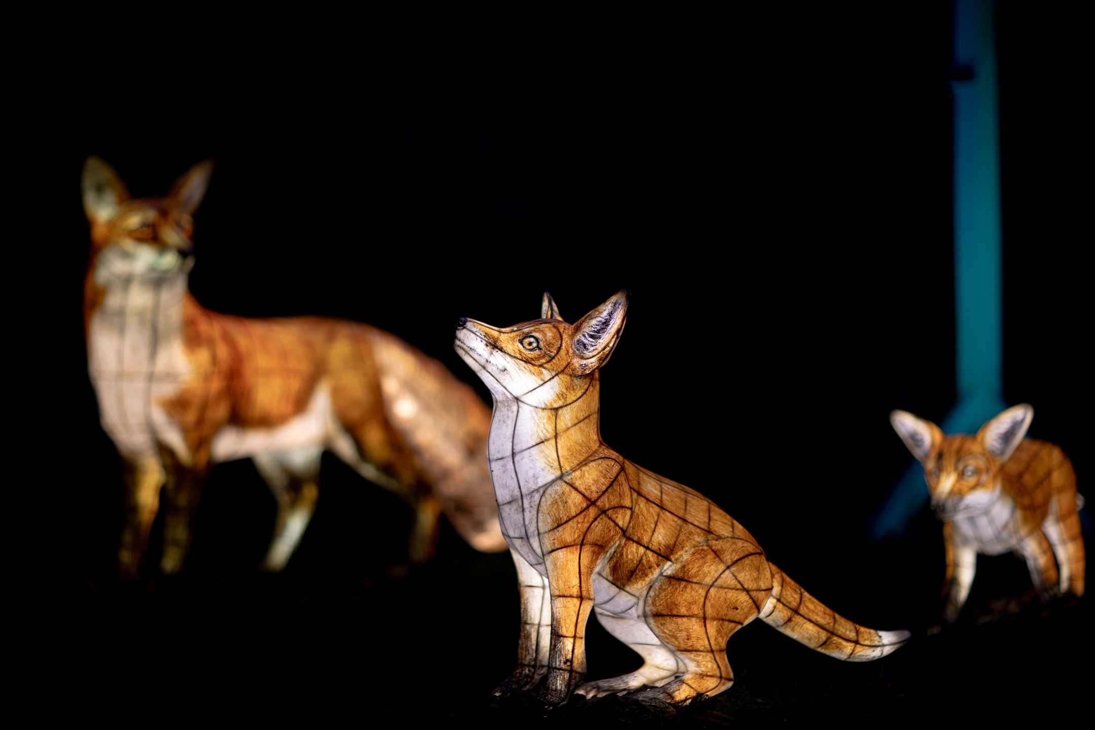Three illuminated fox lantern sculptures with grid-lined patterns against a black background; one sits centrally looking up, another stands in soft focus behind, a smaller fox stands at right.
