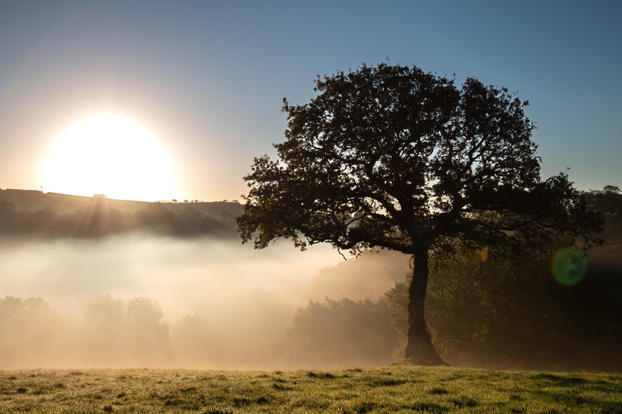 A solitary large tree stands in a grassy field, backlit by a bright sun, with low mist drifting across a valley behind it.