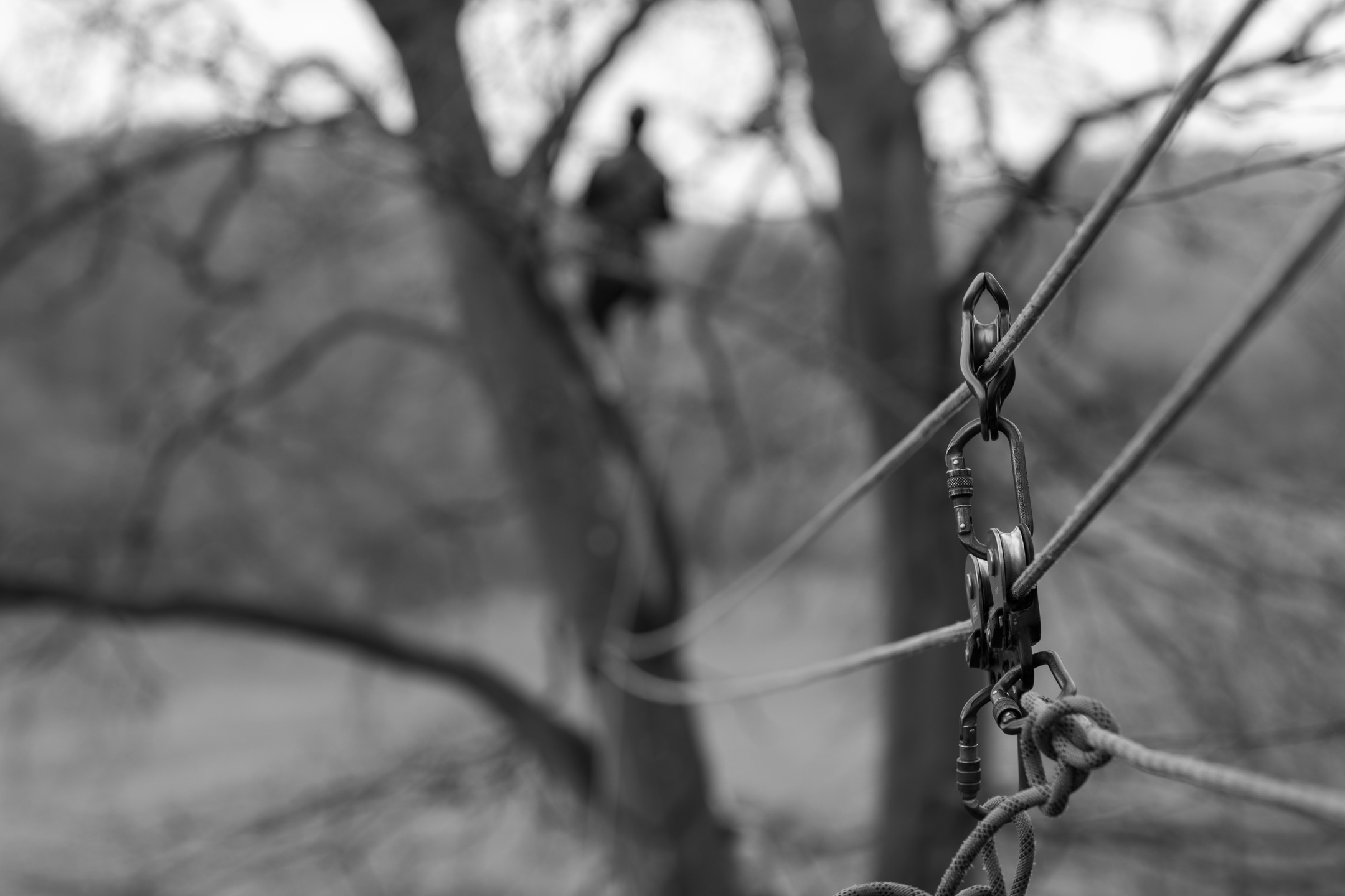 Black and white close-up of climbing carabiners and pulley hardware on ropes, with a silhouetted climber suspended in bare tree branches behind.