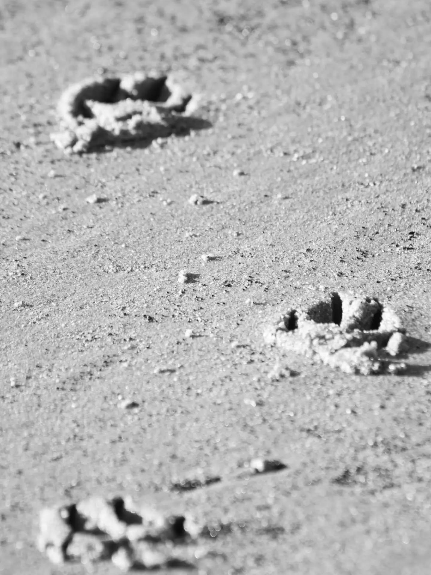 Black-and-white close-up of animal paw prints in sand, three visible tracks receding into the distance.