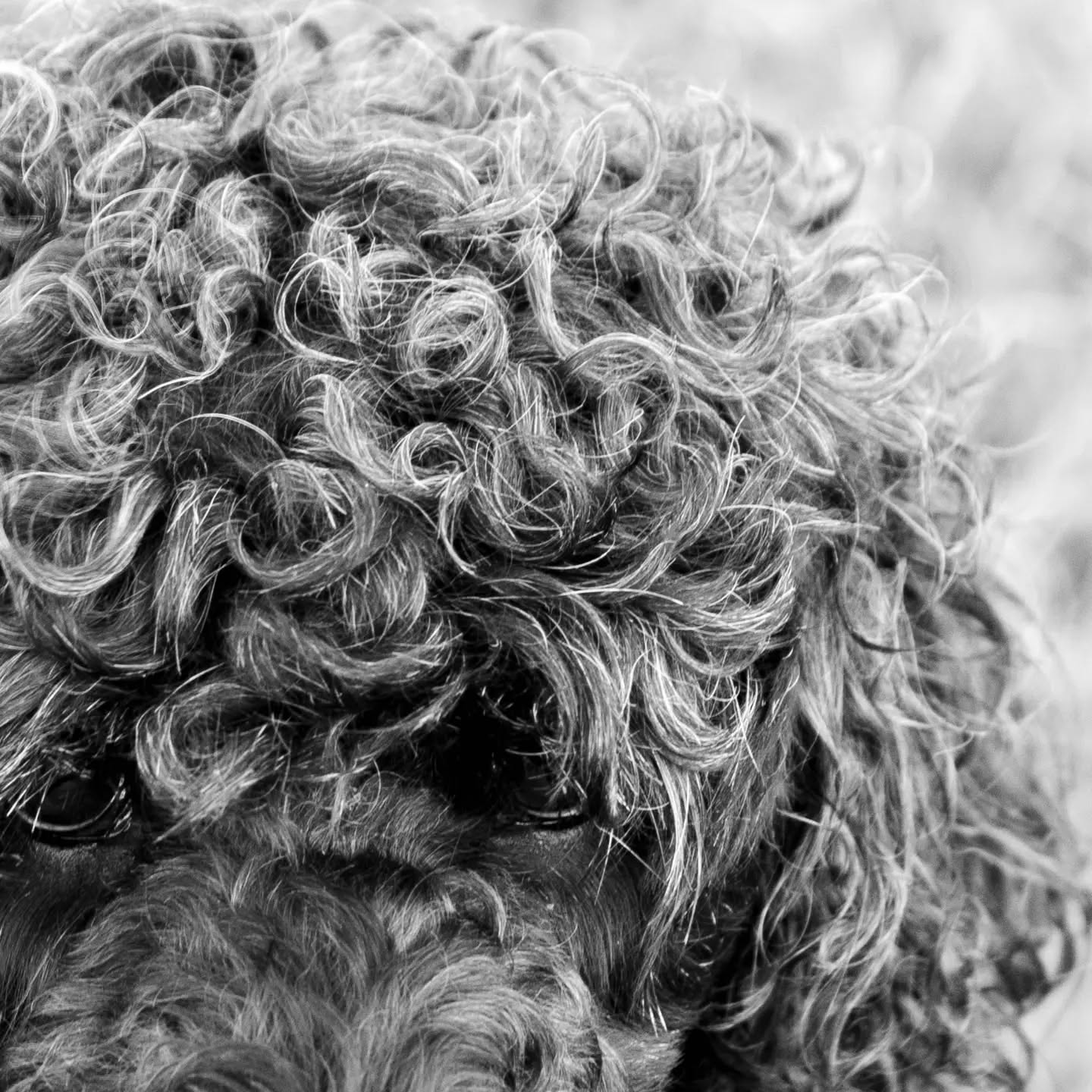 Black and white close-up of tightly curled dog fur, texture filling the frame.